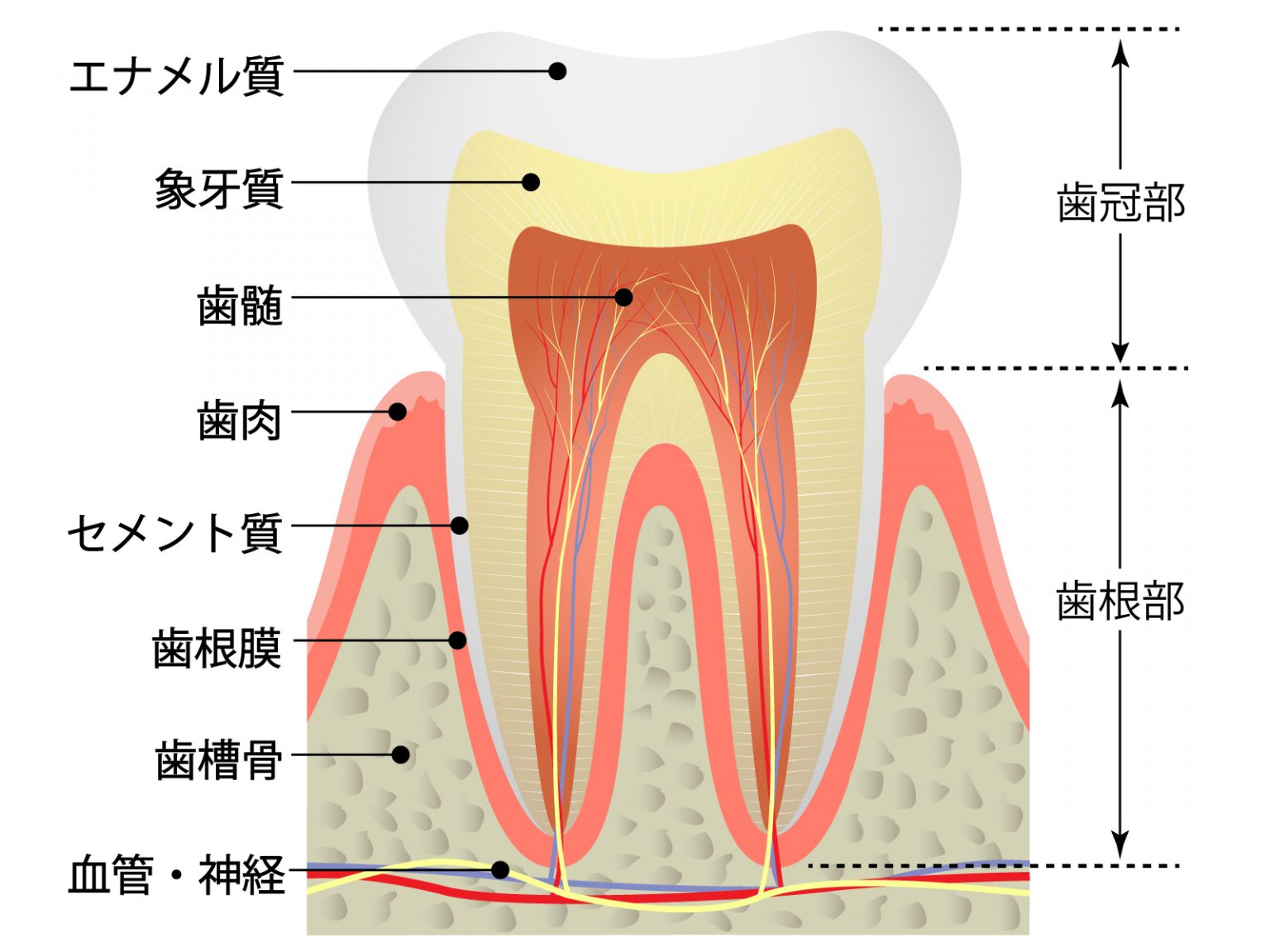 歯根膜の役割